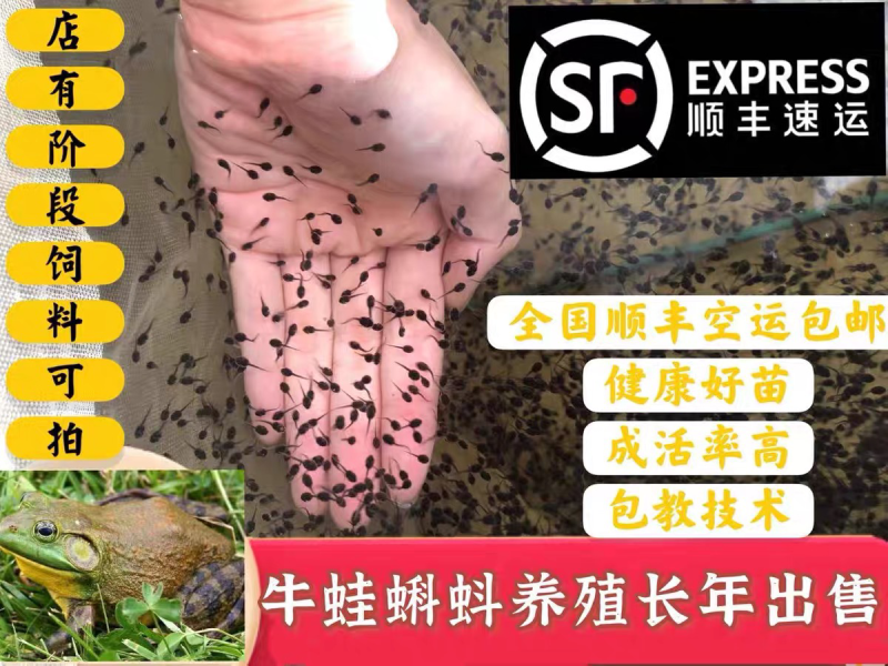 牛蛙蝌蚪种苗优质养殖质量优全国各地可发货