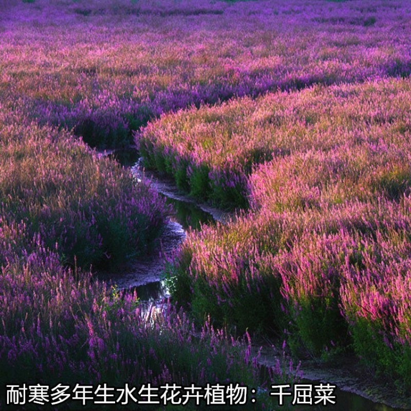 千屈菜种子水生花种子四季易种花多年生花卉水钟柳耐热耐寒