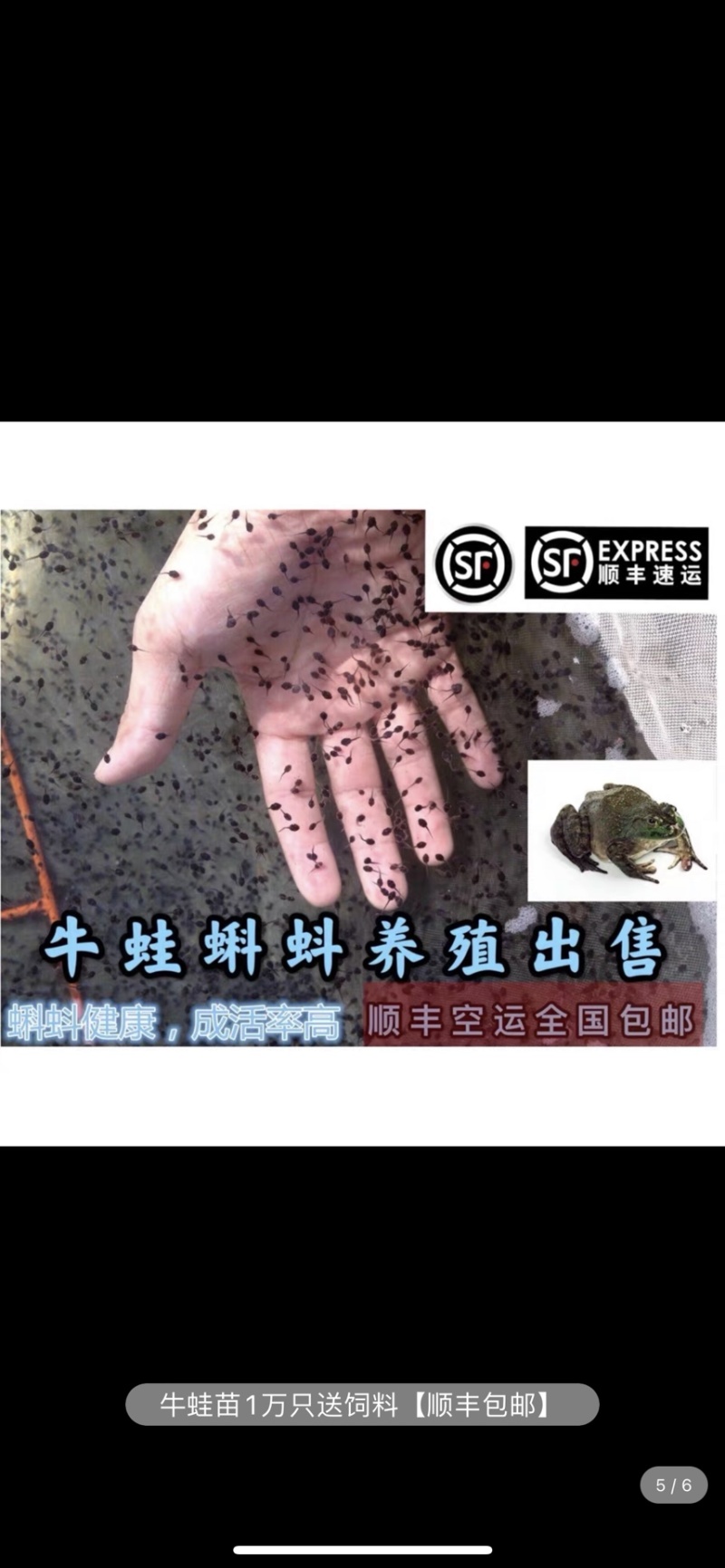 牛蛙蝌蚪种苗优质养殖质量优全国各地可发货