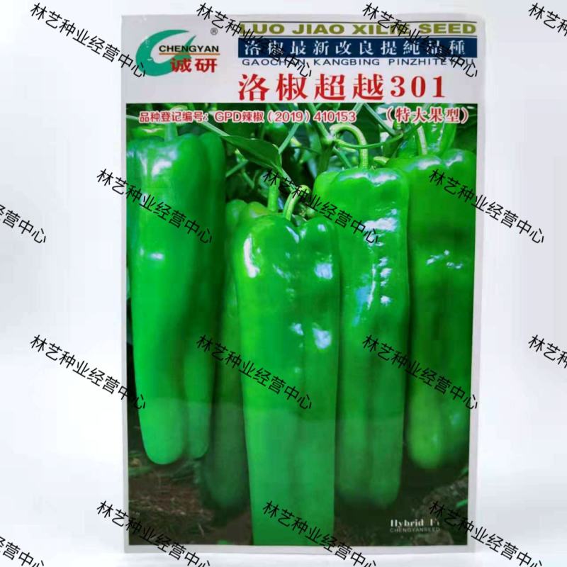 洛椒超越301辣椒种子种籽洛椒辣椒种子特大果牛角椒泡椒
