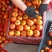 《畅销》广西大红西红柿大量供应基地直发对接商超团购电商