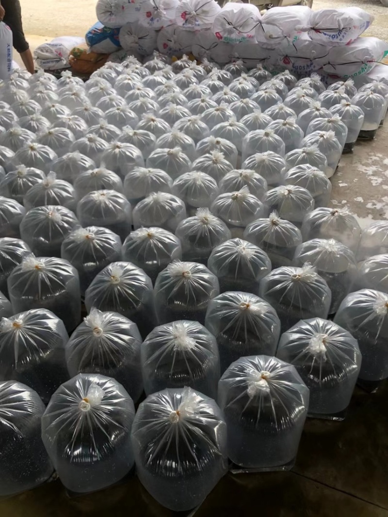 牛蛙蝌蚪种苗优质养殖质量优全国各地可发货