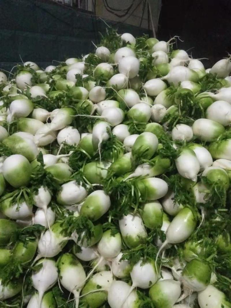 【牛商优选】水萝卜，自产自销，货源充足，质量保证