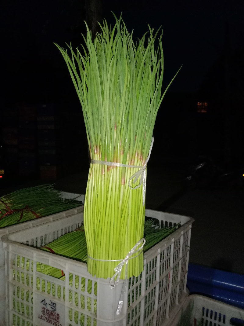 本地早熟红帽蒜薹已大量上市，口感辛辣，颜色漂亮，大量上市