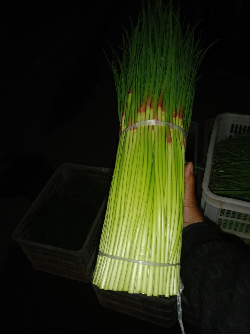 本地早熟红帽蒜薹已大量上市，口感辛辣，颜色漂亮，大量上市