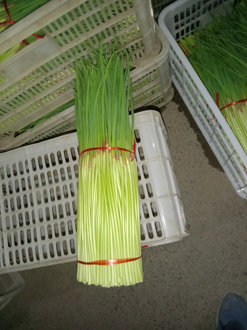 本地早熟红帽蒜薹已大量上市，口感辛辣，颜色漂亮，大量上市