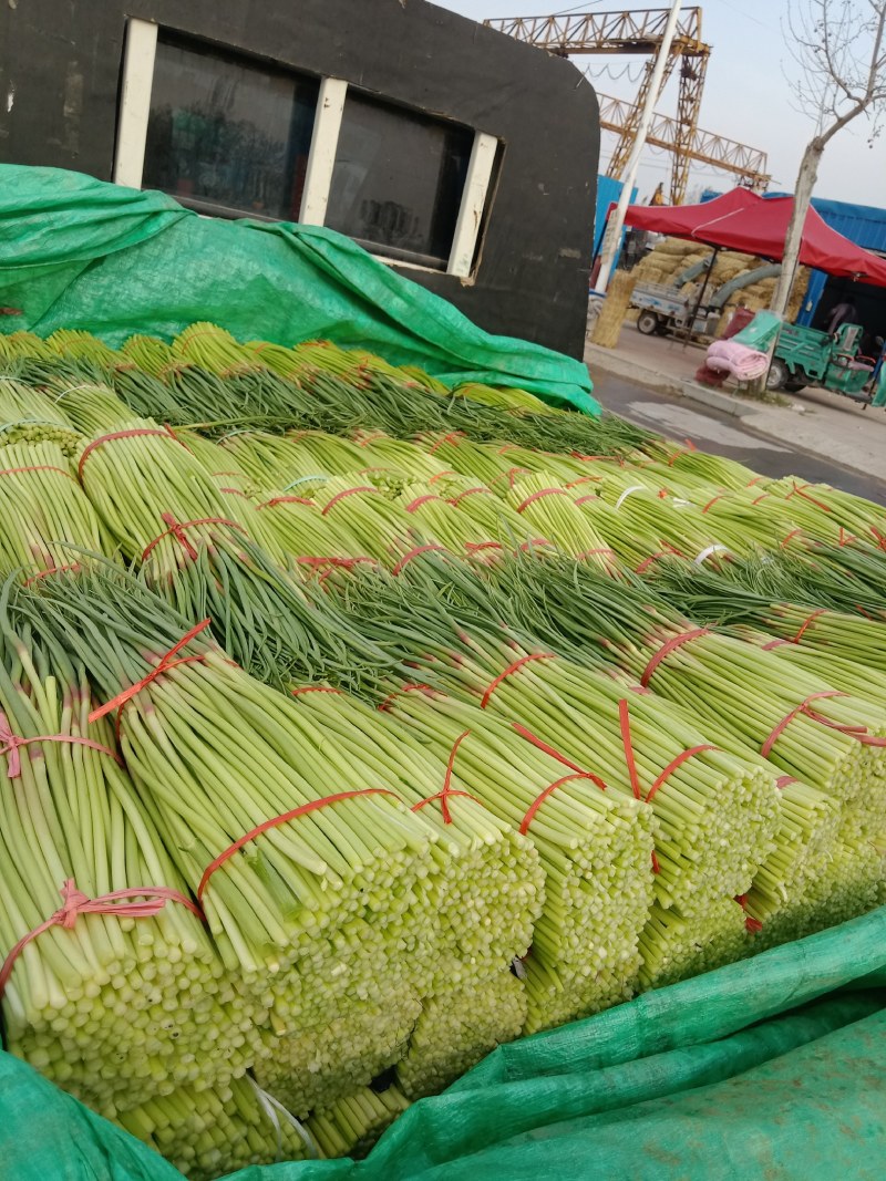 本地早熟红帽蒜薹已大量上市，口感辛辣，颜色漂亮，大量上市