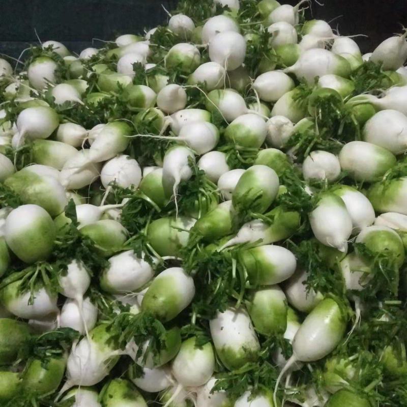 【牛商优选】水萝卜，自产自销，货源充足，质量保证