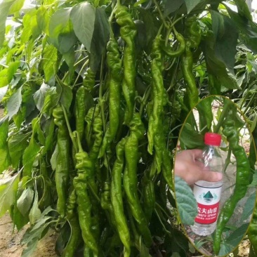 好特好辣螺皱螺丝长线椒种子早熟优质香辣薄皮皱皮辣椒种孑