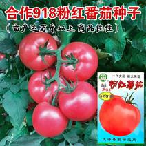 西红柿种子合作918大果粉红番茄种子优质高产抗病耐储运