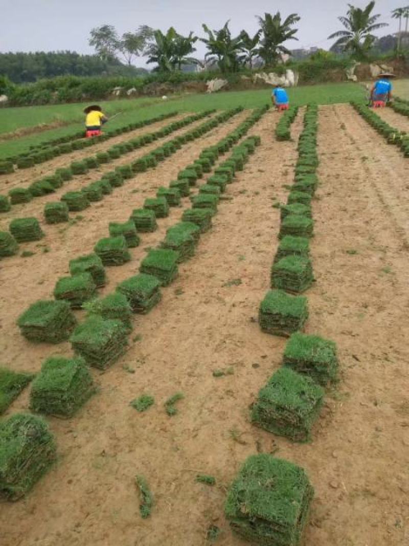 绿化工程大叶油草皮，台湾草皮，兰引三号草皮
