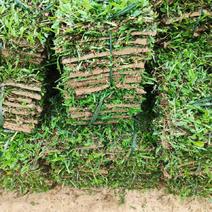 绿化工程大叶油草皮，台湾草皮，兰引三号草皮
