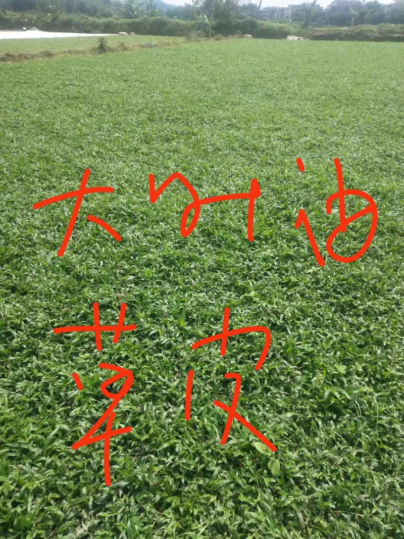 绿化工程大叶油草皮，台湾草皮，兰引三号草皮