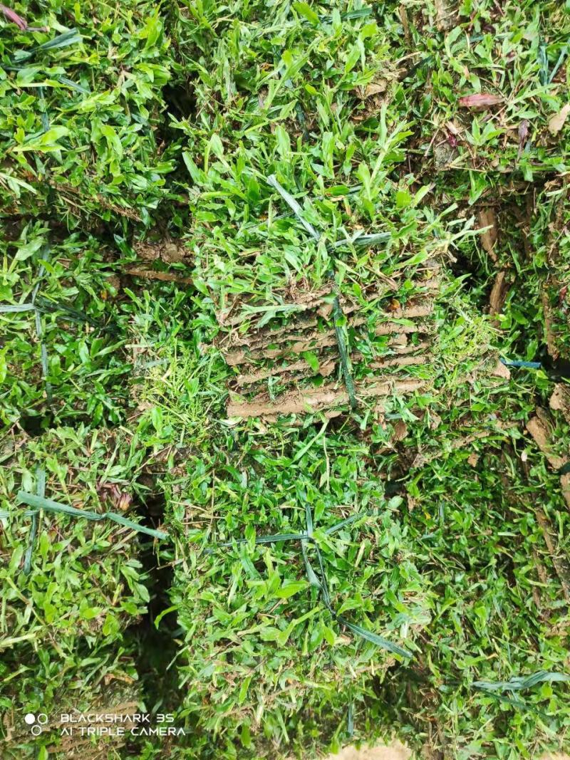 绿化工程大叶油草皮，台湾草皮，兰引三号草皮