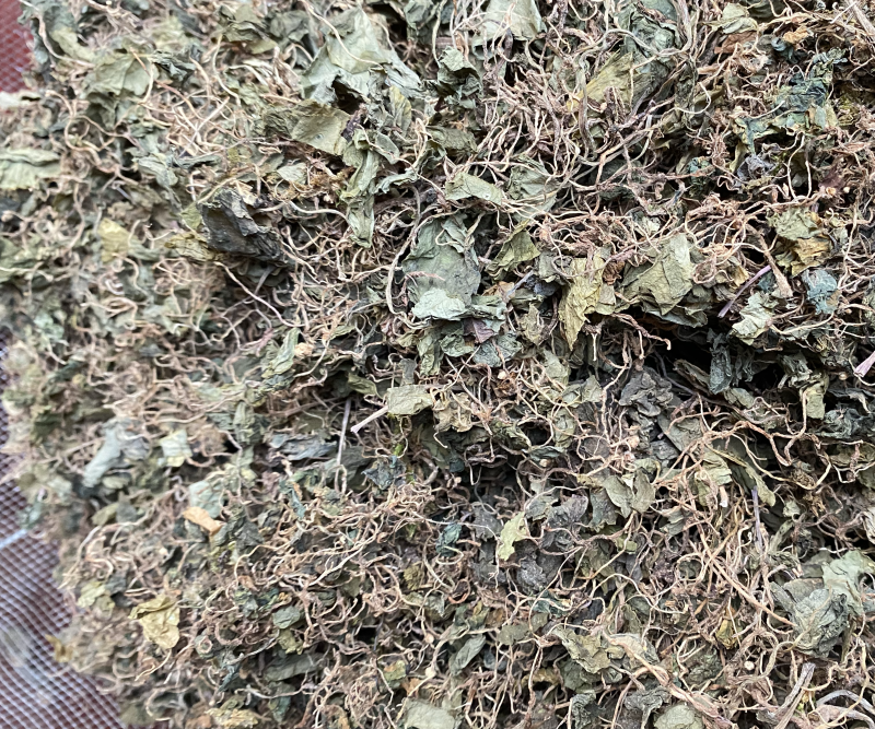 野生小叶青天葵，水洗青天葵质量好1公斤起卖