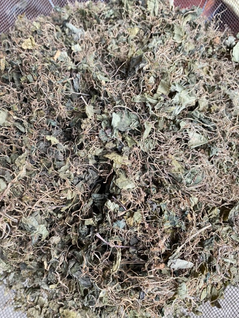 野生小叶青天葵，水洗青天葵质量好1公斤起卖