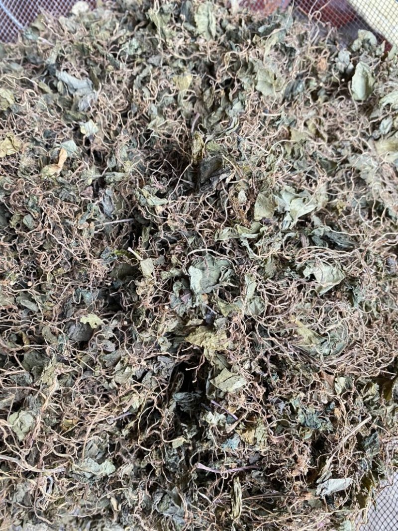 野生小叶青天葵，水洗青天葵质量好1公斤起卖