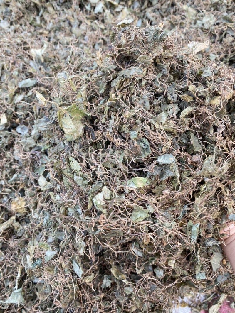 野生小叶青天葵，水洗青天葵质量好1公斤起卖