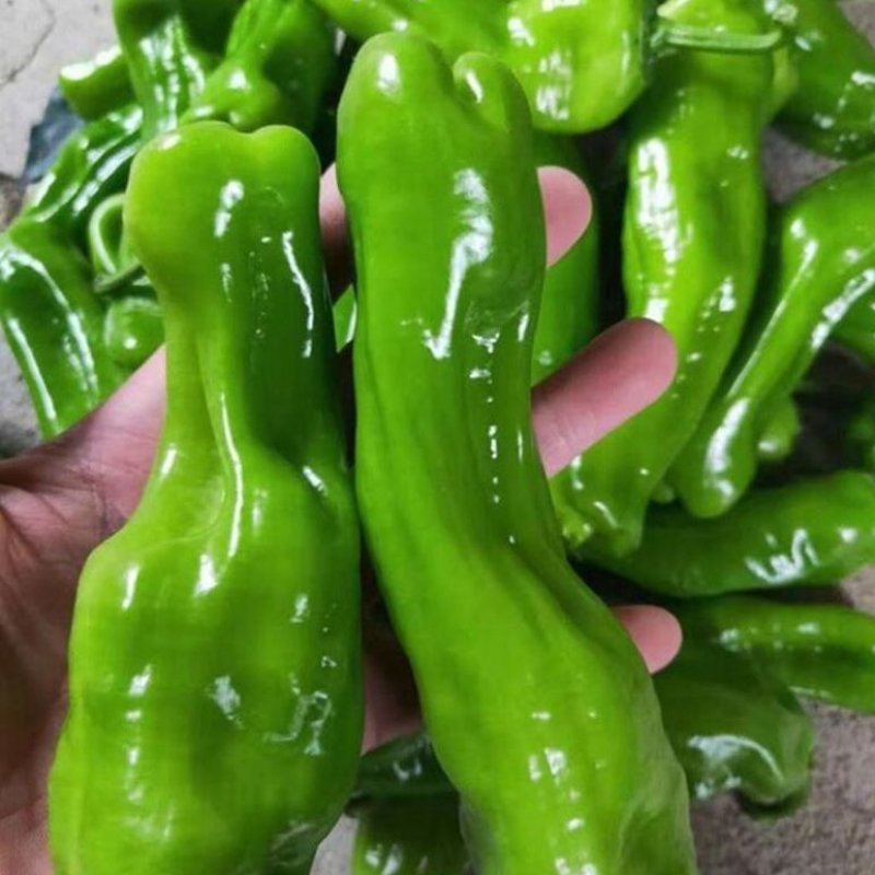 萧研锦绣大果皱皮椒灯笼椒辣椒种子F1早熟大辣椒种籽抗病高
