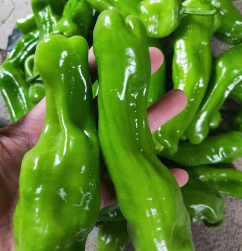 萧研锦绣大果皱皮椒灯笼椒辣椒种子F1早熟大辣椒种籽抗病高