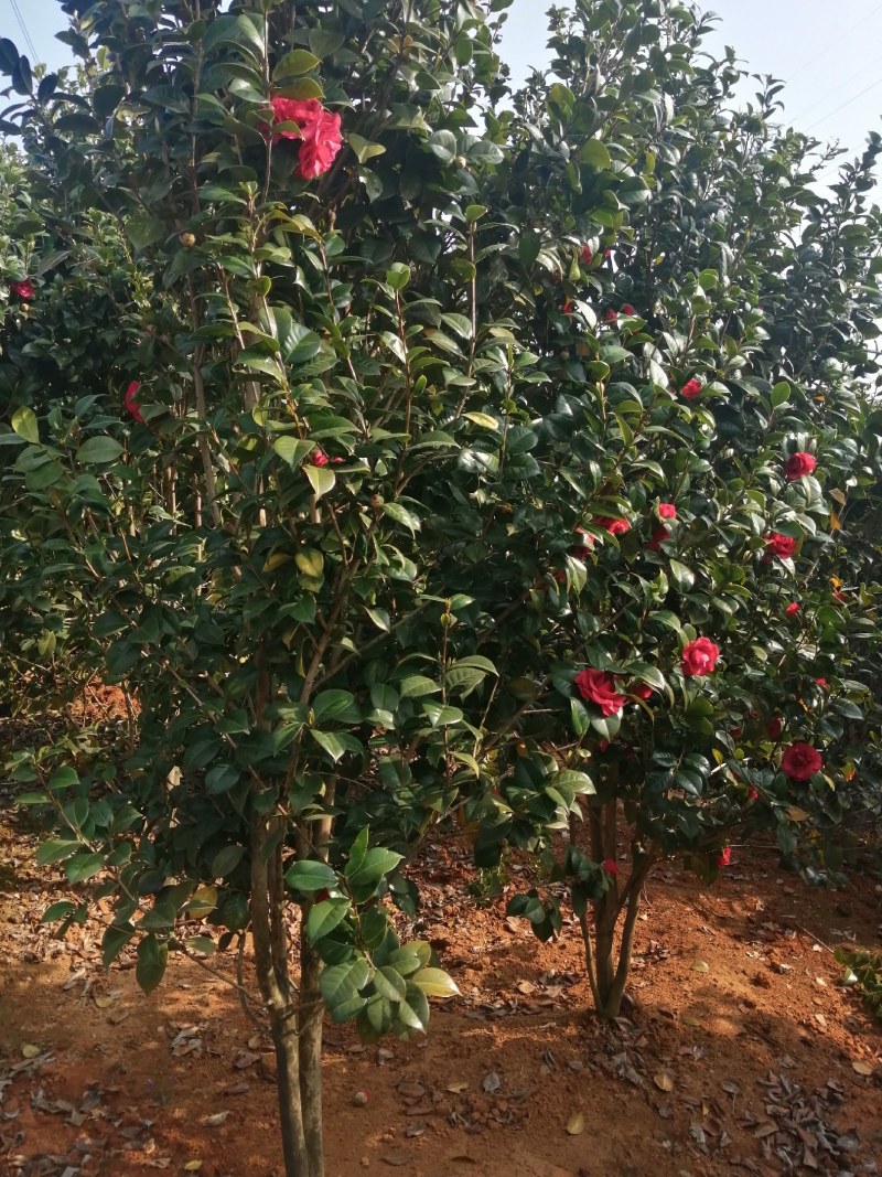 茶花，茶花1米冠，茶花1.5米冠5-6-8