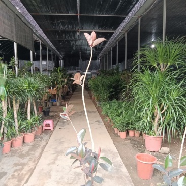 老庄造型橡皮树黑金刚