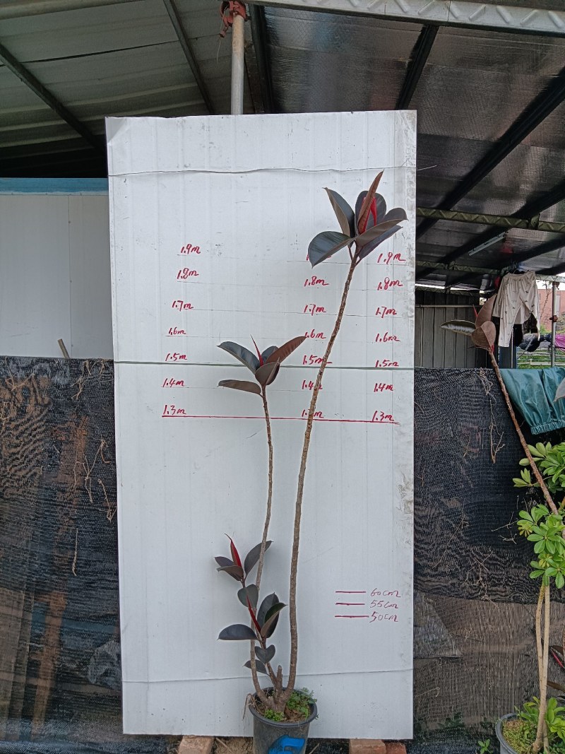 老庄造型橡皮树黑金刚