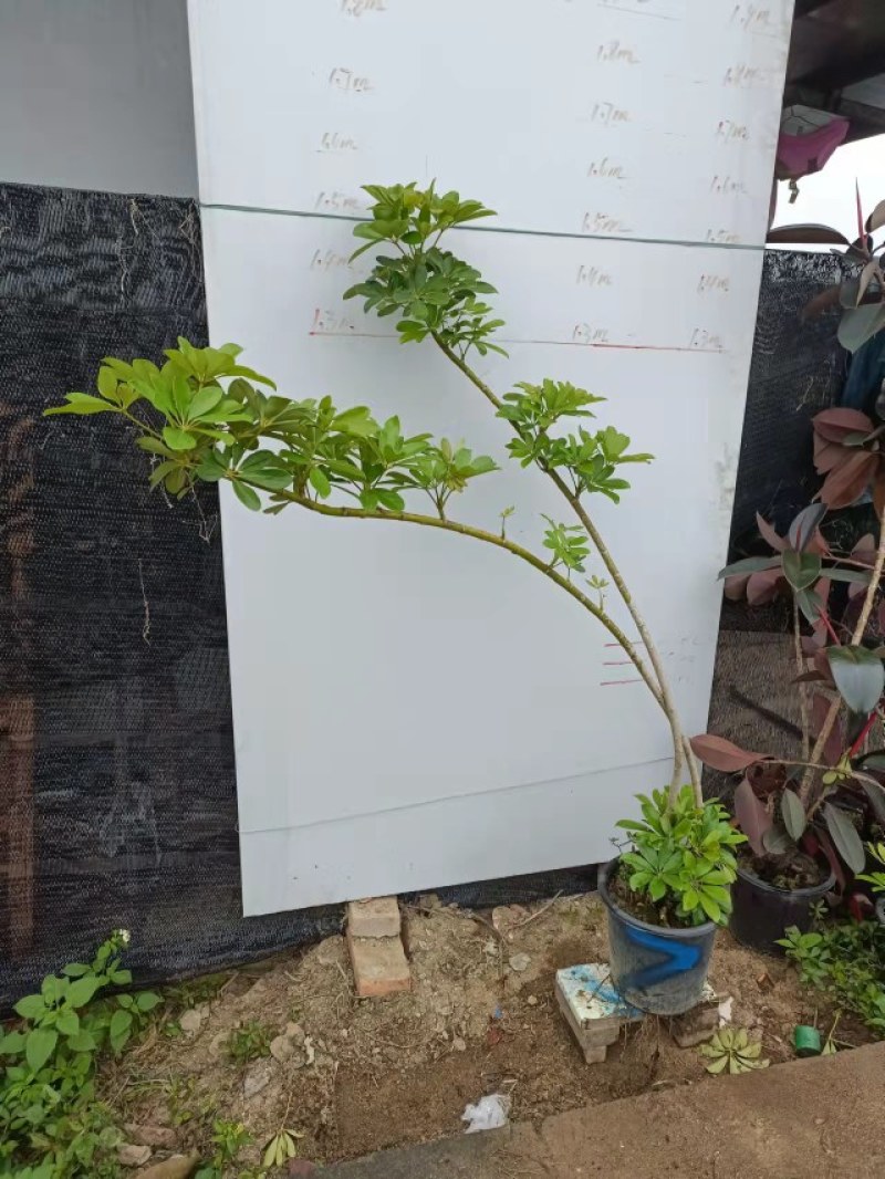 老庄造型鸭脚木