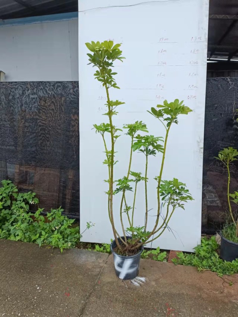老庄造型鸭脚木