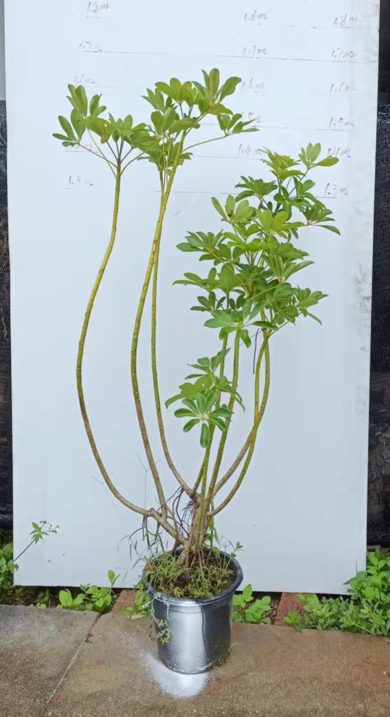 老庄造型鸭脚木