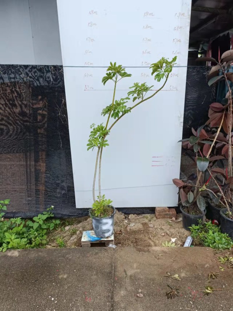 老庄造型鸭脚木
