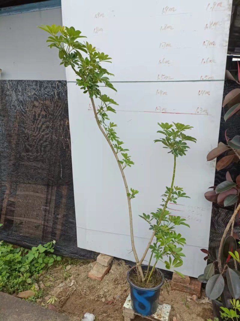 老庄造型鸭脚木