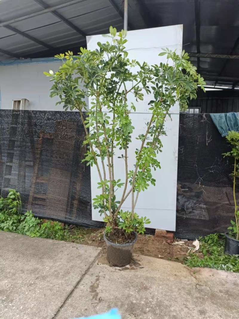 老庄造型鸭脚木