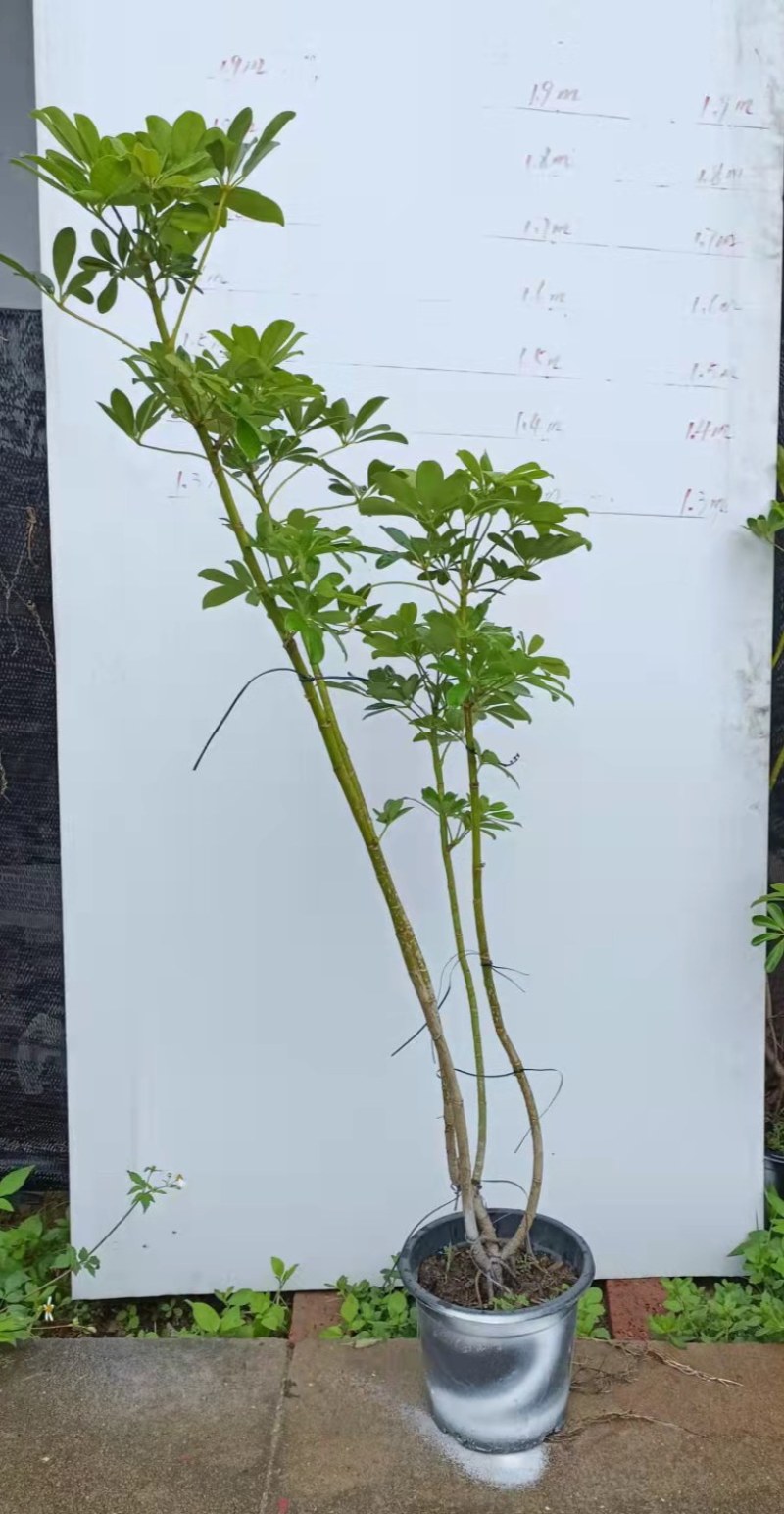 老庄造型鸭脚木