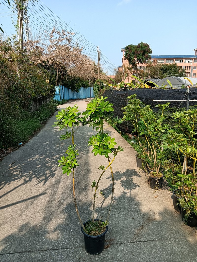 老庄造型鸭脚木