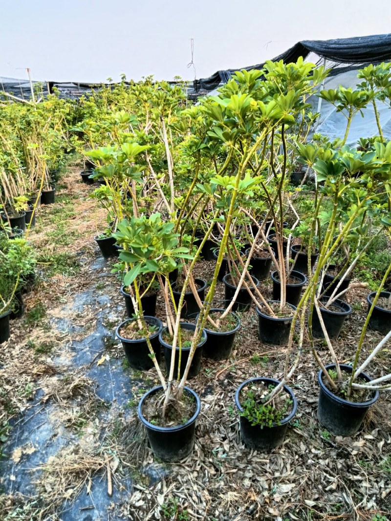 老庄造型鸭脚木