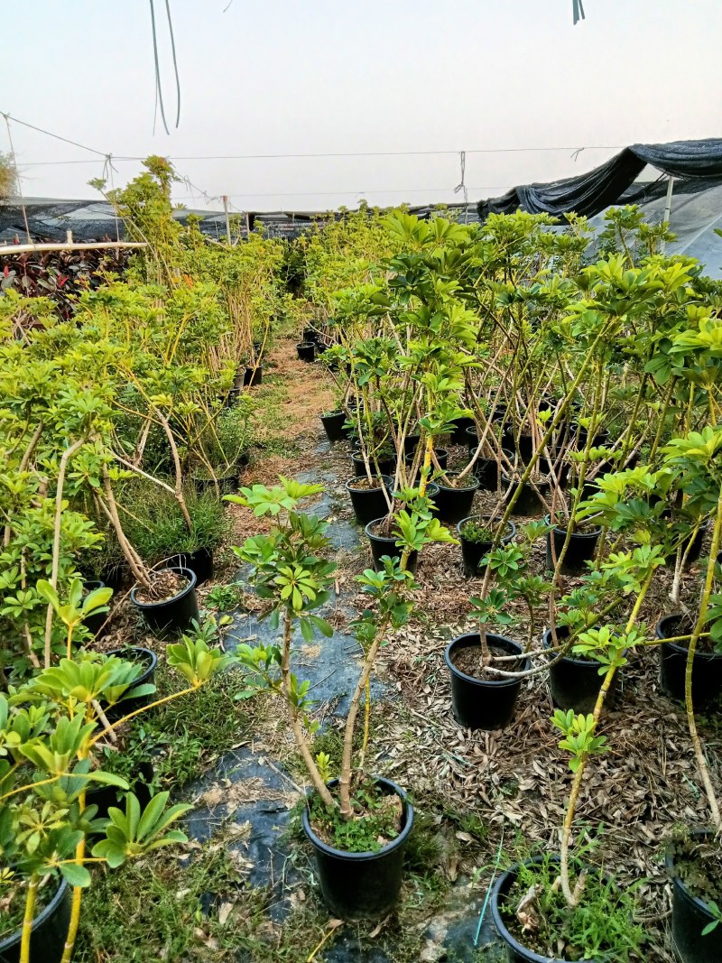 老庄造型鸭脚木