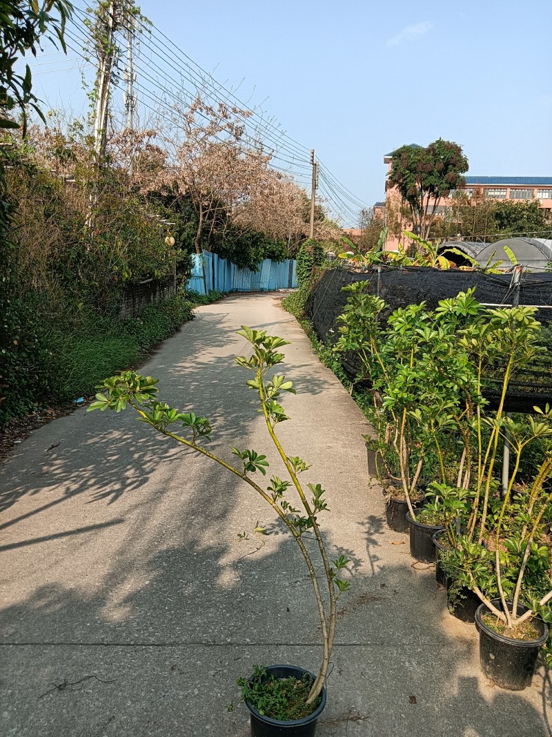 老庄造型鸭脚木