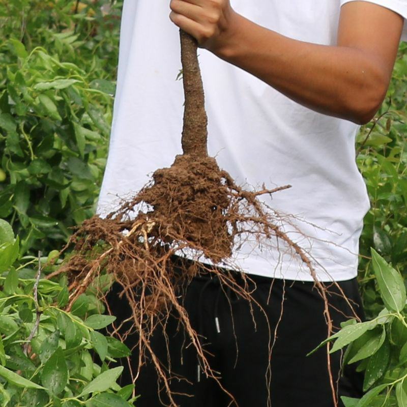 台湾大青枣树苗嫁接青枣苗四季结果南方北方种植当年结果