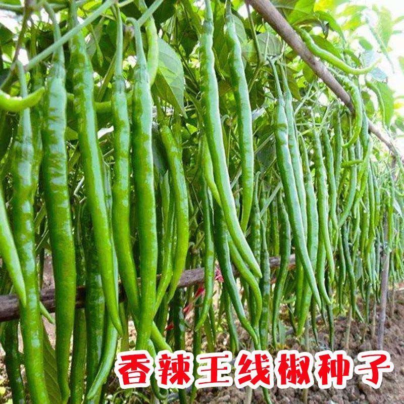金蔬长丰11号辣椒种子早熟抗病高产味辣大果型浅绿线椒大田