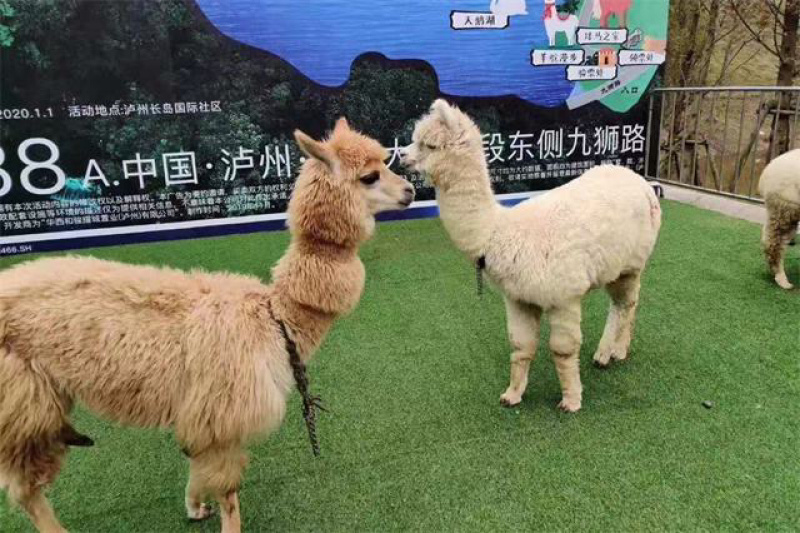 羊驼多少钱萌宠新趋势特价羊驼优惠多多