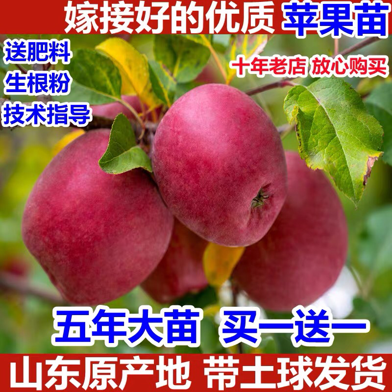 【爆火🔥】苹果树苗嫁接盆栽地栽冰糖心矮化果树苹果苗南北