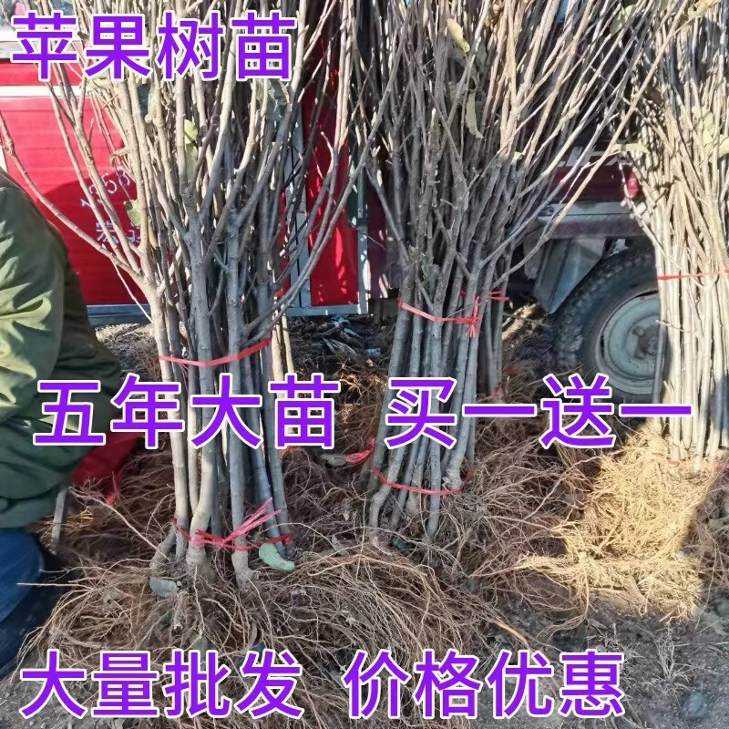 【爆火🔥】苹果树苗嫁接盆栽地栽冰糖心矮化果树苹果苗南北