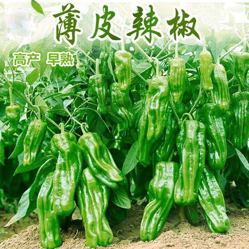 金蔬9000大果青椒种子四季播薄皮大果辣椒籽高产辣椒蔬菜