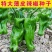 金蔬9000大果青椒种子四季播薄皮大果辣椒籽高产辣椒蔬菜