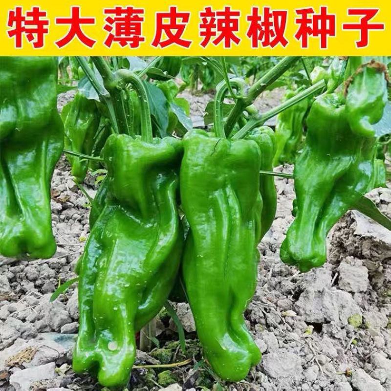 金蔬9000大果青椒种子四季播薄皮大果辣椒籽高产辣椒蔬菜