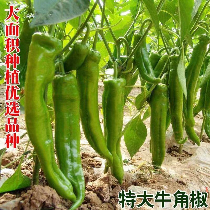 金蔬青丰118辣椒种子牛角椒杂交品种抗病耐贮运菜农基地