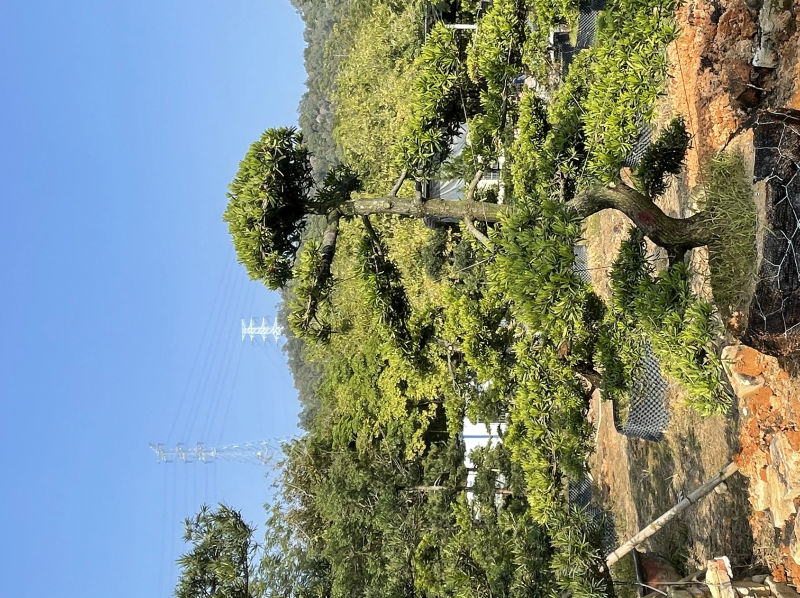 造型罗汉松