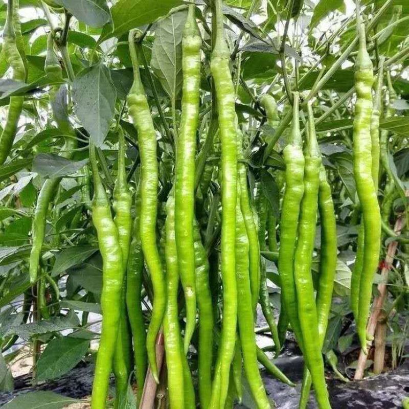 萧研八号辣椒种子萧辣八号长线椒种籽厚肉中早熟顺直味辣春秋