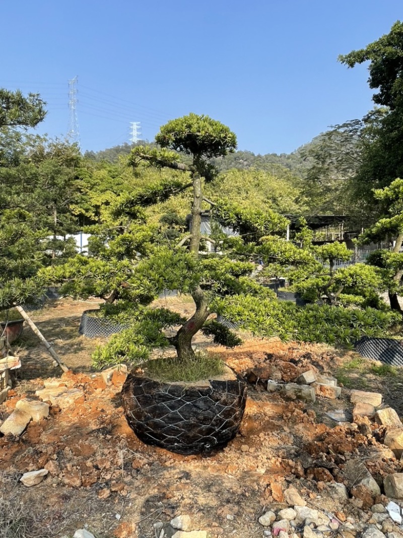 造型罗汉松